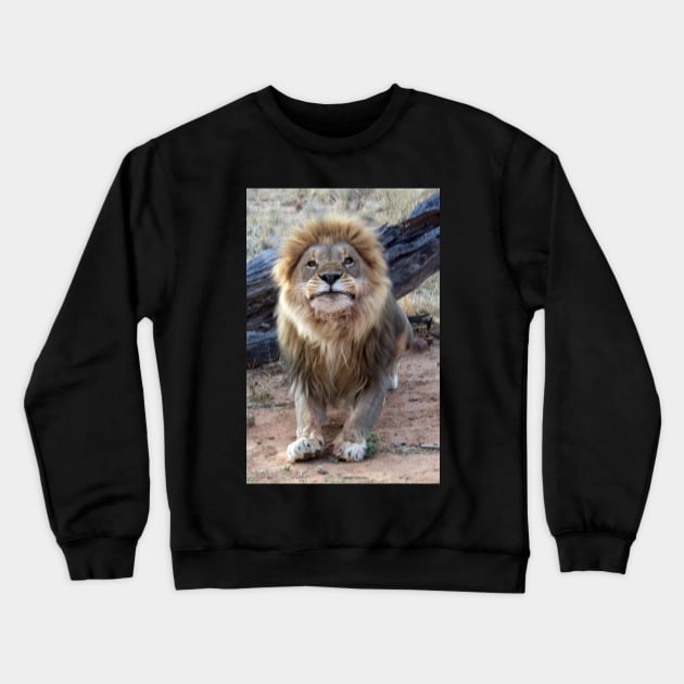 Lion in Namibia Crewneck Sweatshirt by HazelWright